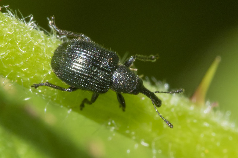 Weevil poss Lasiorhynchites cavifrons 09-05-21 top.jpg
