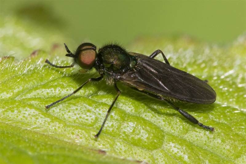 Long-horned Black Legionnaire - Beris geniculata m 12-05-21.jpg