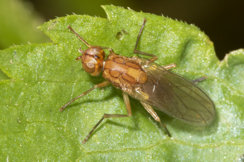 Rust Fly - Psila fimetaria 12-05-21.jpg