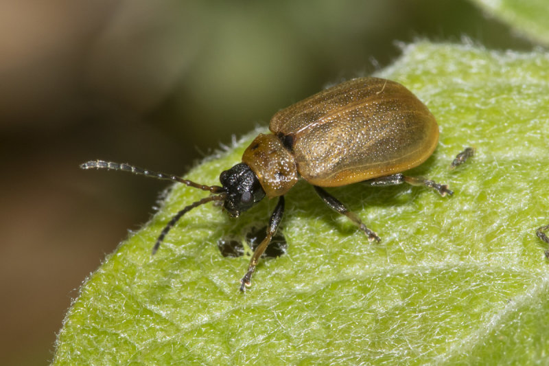 Willow Leaf Beetle - Lochmaea caprea 09-05-21.jpg