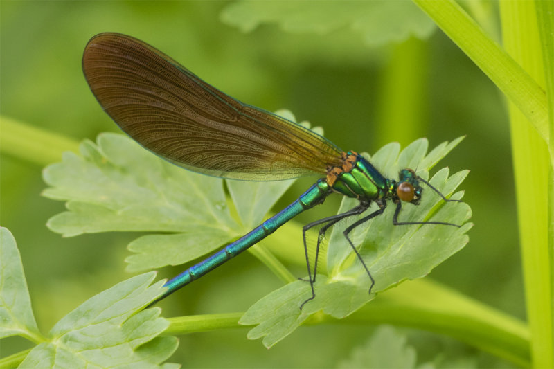 Beautiful Demoiselle - Calopteryx virgo 14-05-21.jpg