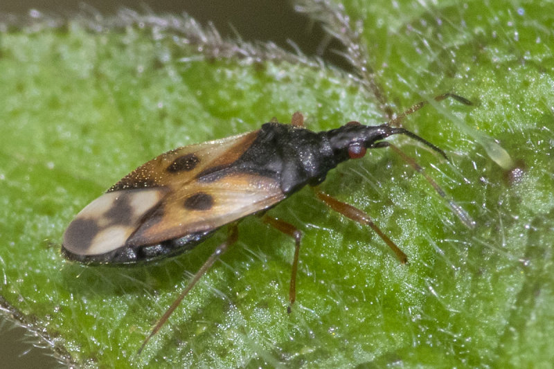 Common Flower Bug - Anthocoris nemorum 14-05-21.jpg
