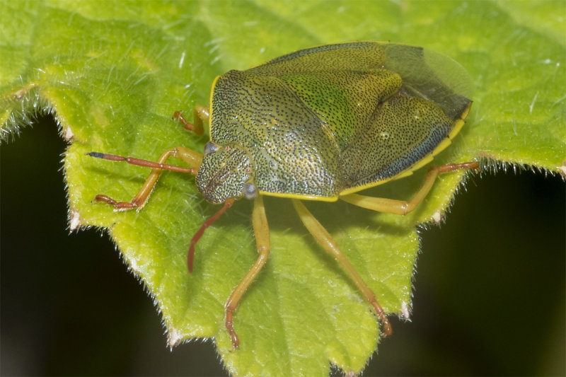Gorse Shieldbug - Piezodorus lituratus 14-05-21.jpg