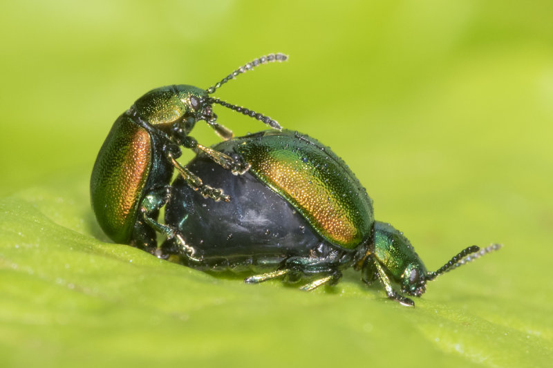 Green Dock Beetles - Gastrophysa viridula 14-05-21.jpg