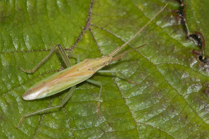 Stenodema laevigata 14-05-21 top.jpg