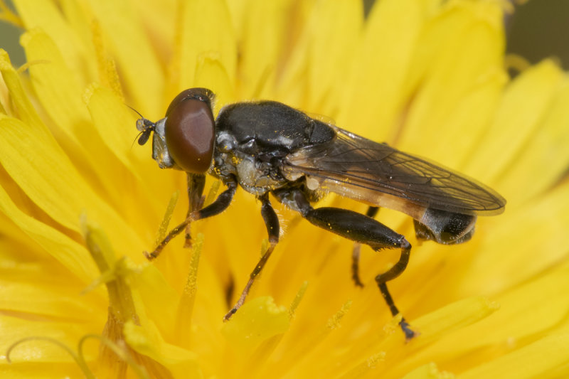 Tropidia scita m 14-05-21.jpg
