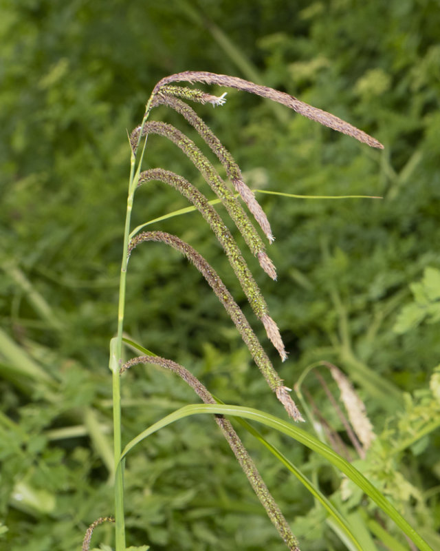 Pendulous Sedge - Carex pendula 14-05-21.jpg