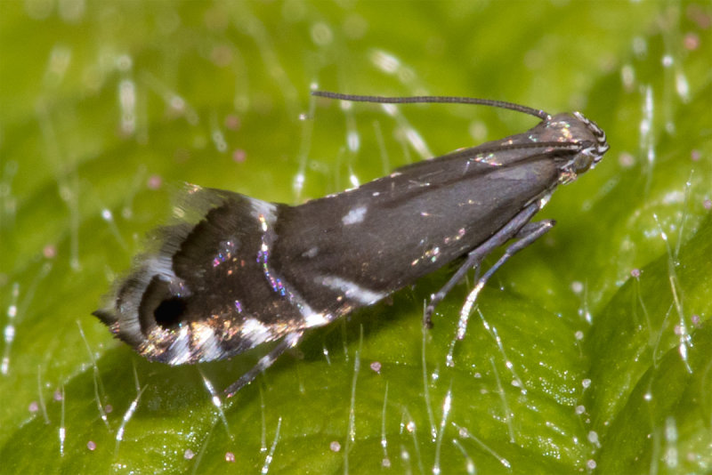 Moth - Cocksfoot Moth - Glyphipterix simpliciella 14-05-21.jpg
