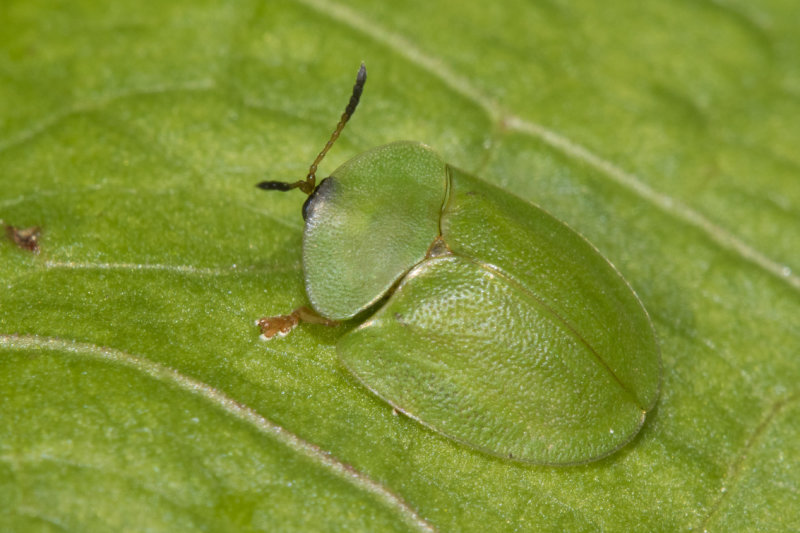 Green Tortoise Beetle - Cassida viridis 15-05-21.jpg