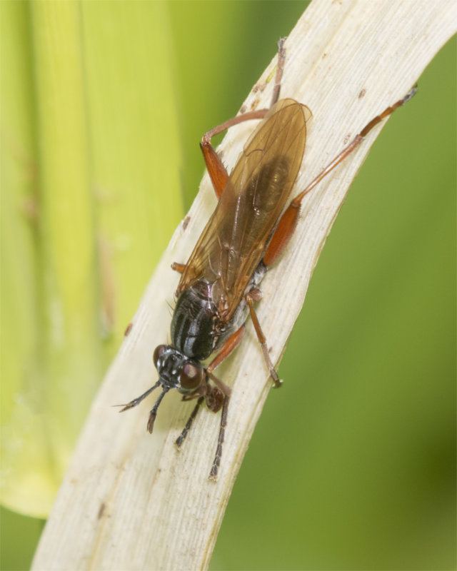 Sepedon sphegea 15-05-21.jpg