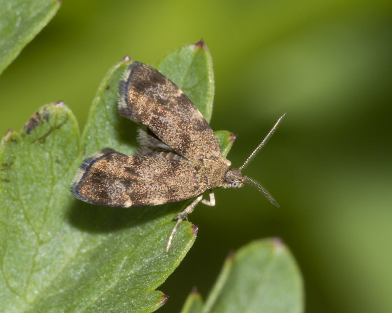 Nettle-tap Moth - Anthophila fabriciana 14-05-21.jpg