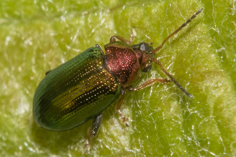 Willow Flea Beetle - Crepidodera aurata 15-05-21.jpg