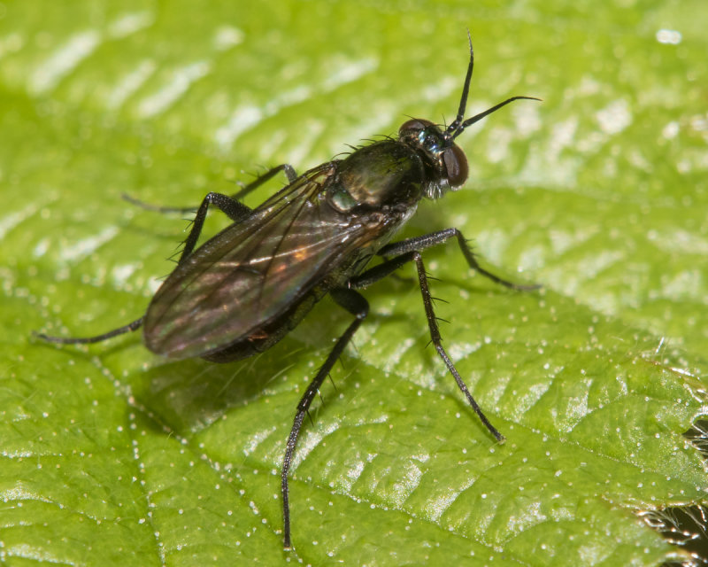 Rhaphium longicorne 15-05-21.jpg