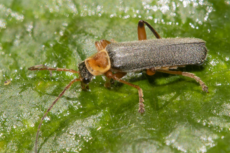 Cantharis nigricans 19-05-21.jpg