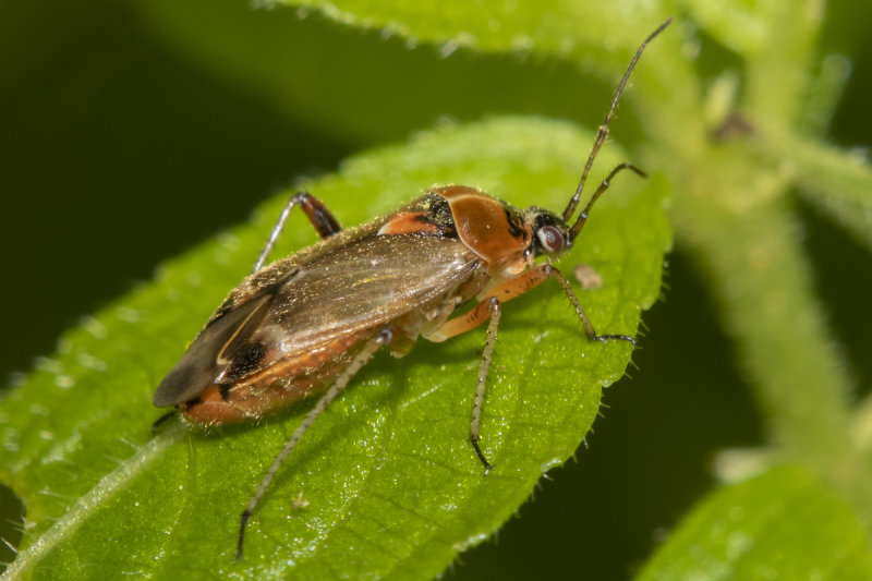 Harpocera thoracica 19-05-21.jpg