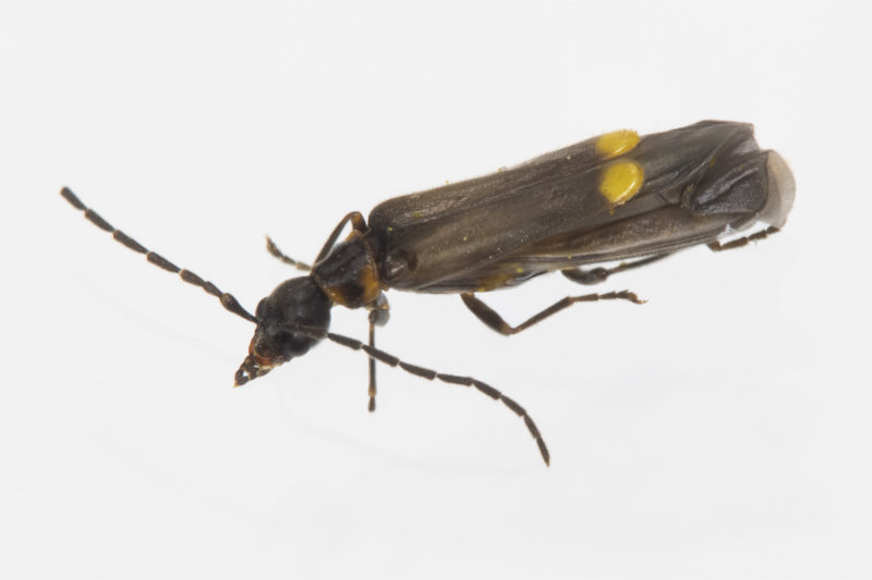 Malthodes marginatus 19-05-21.jpg