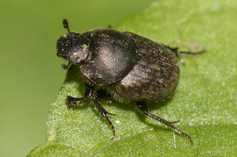 Onthophagus similis f poss 19-05-21.jpg