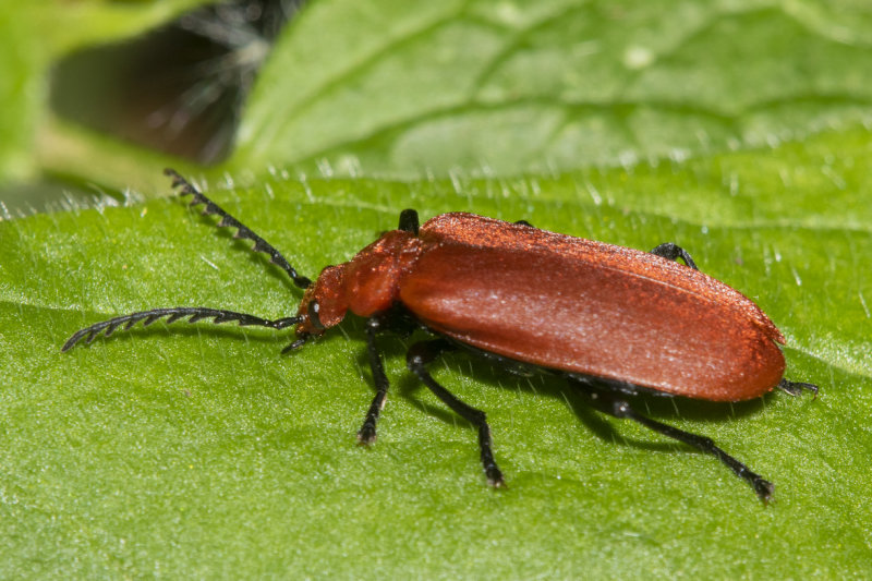Red-headed Cardinal Beetle - Pyrochroa serraticornis 19-05-21.jpg