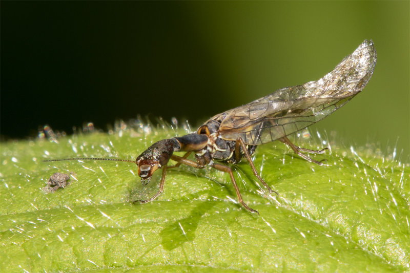 Snakefly - poss Phaeostigma notata 19-05-21.jpg