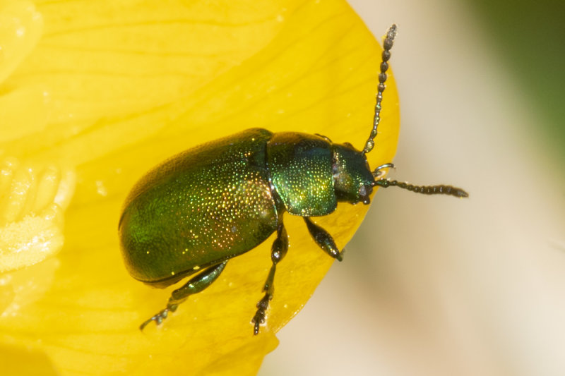 Mint Leaf Beetle - Chrysolina herbacea probably 15-05-21.jpg