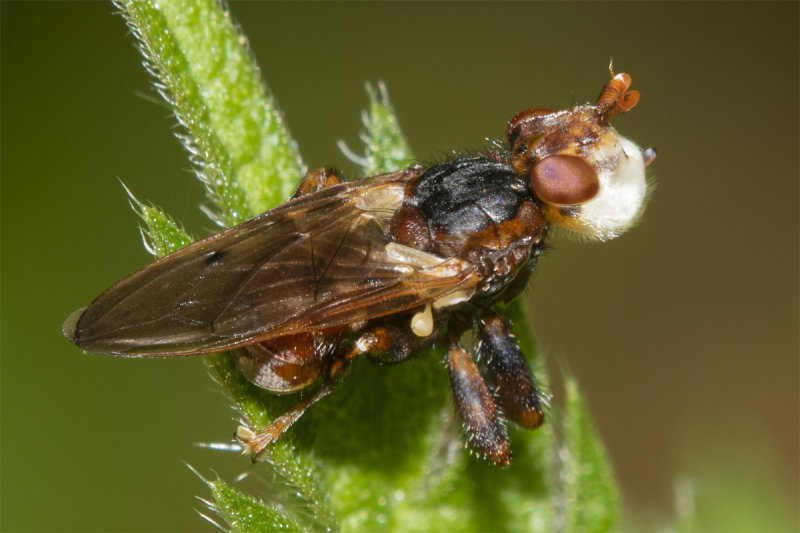 Myopa testacea 26-05-21.jpg