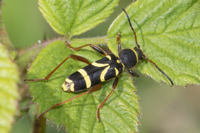 Wasp Beetle - Clytus arietis 26-05-21.jpg
