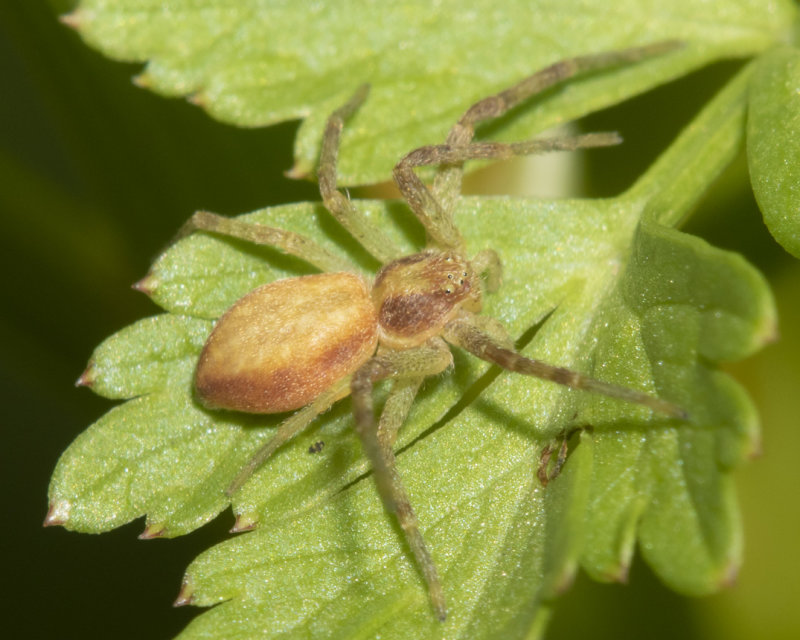 Philodromus sp 15-05-21.jpg