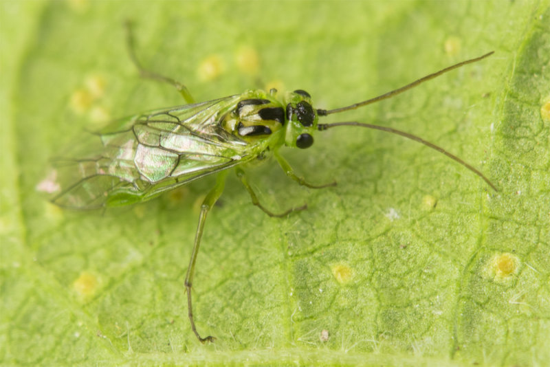 Sawfly - Euura viridissimus poss 26-05-21.jpg