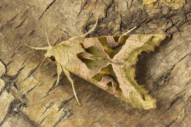 Angle Shades Moth - Phlogophora meticulosa 26-05-21.jpg