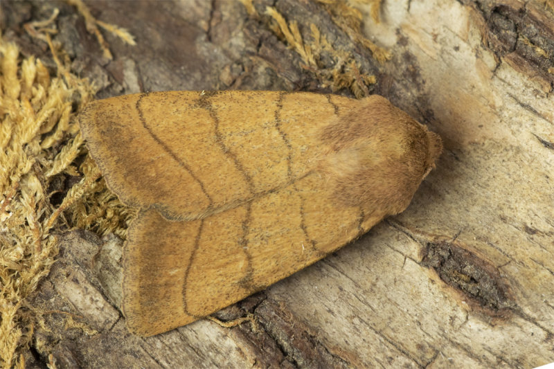 Treble Lines Moth - Charanyca trigrammica 26-05-21.jpg