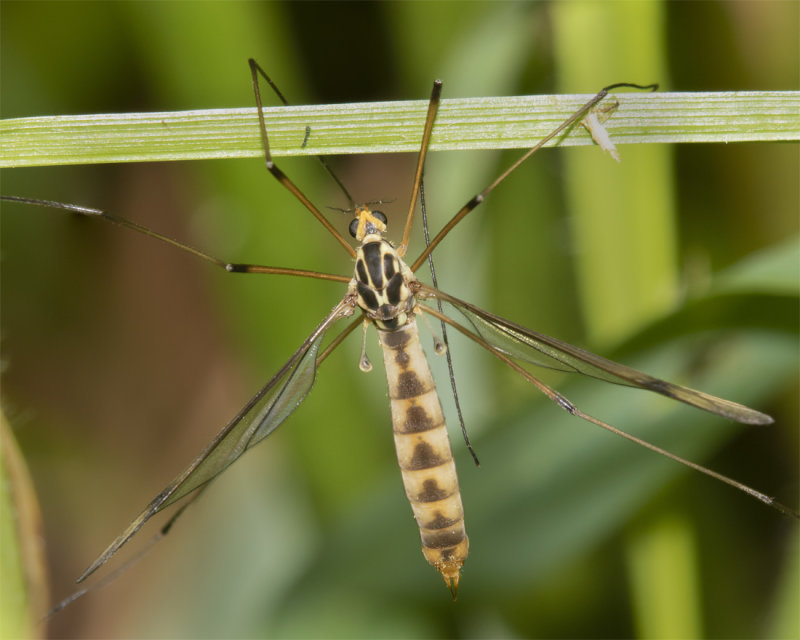Cranefly - Nephrotoma quadrifaria f 28-05-21.jpg