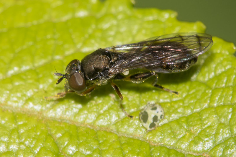Neoascia tenur f 28-05-21 alt.jpg