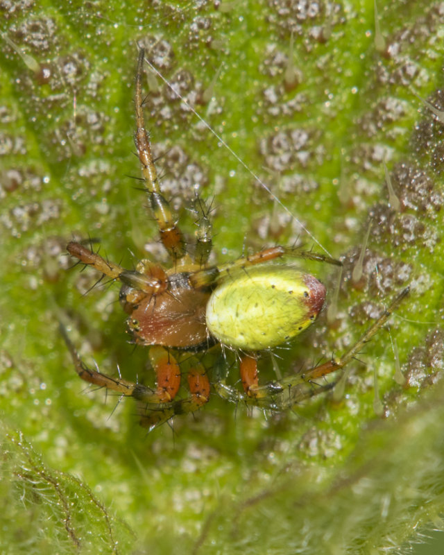 Araniella cucurbitina or opisthographa m 29-05-21.jpg