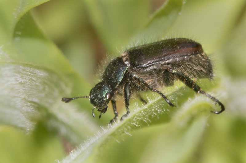 Garden Chafer - Phyllopertha horticola 29-05-21.jpg