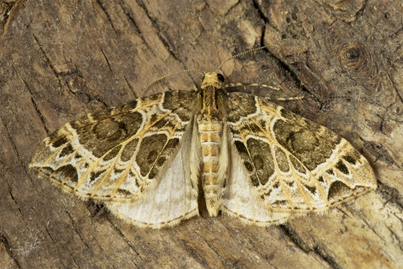 unid poss Small Phoenix 28-05-21.jpg