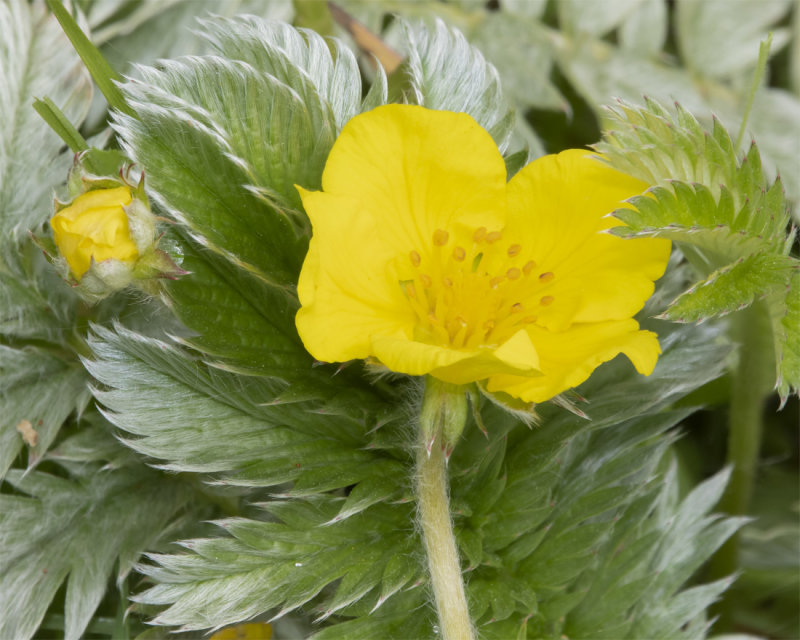 Silverweed - Potentilla anserina 29-05-21.jpg