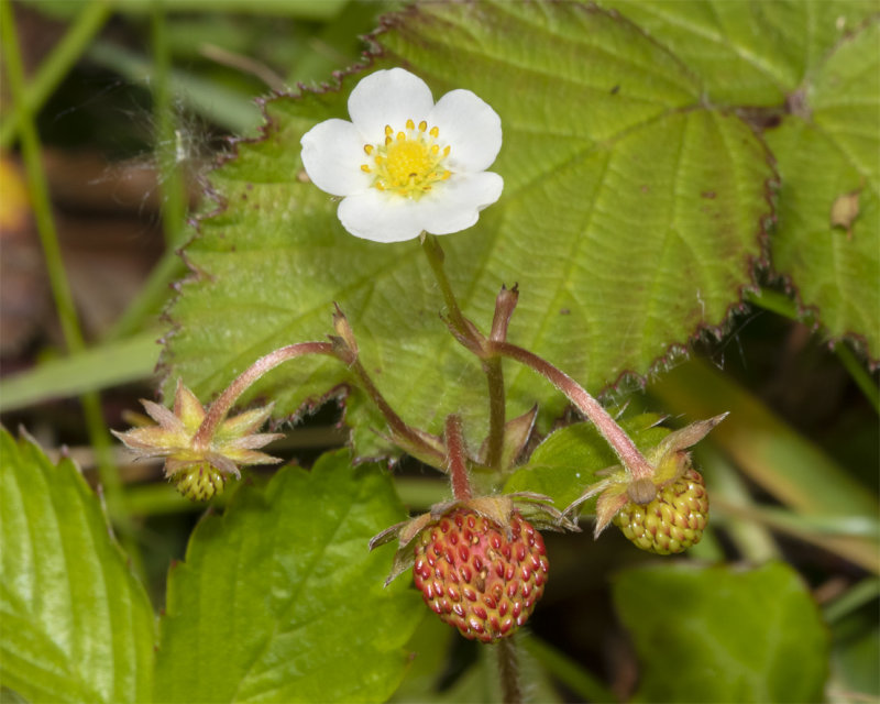 Wild Strawberry - Fragaria vesca 29-05-21.jpg