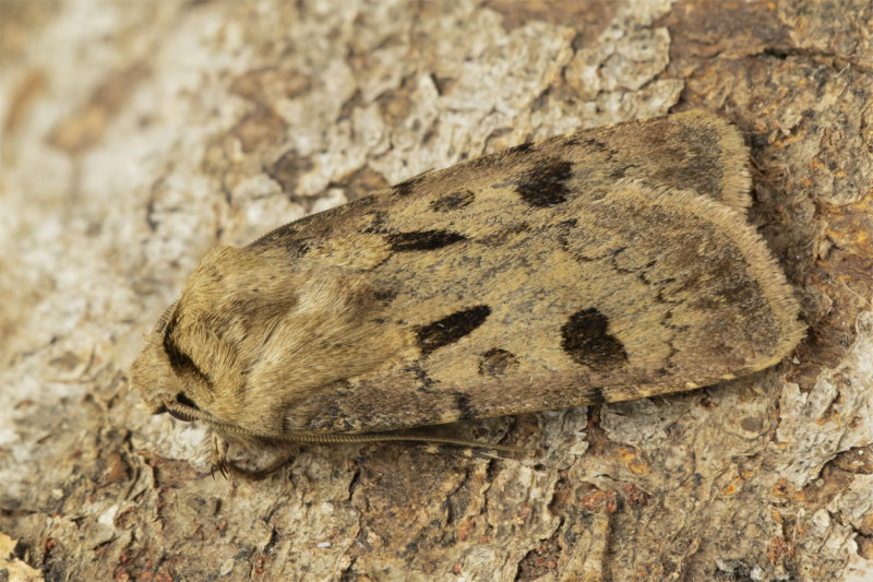 Heart & Dart Moth - Agrotis exclamationis 28-05-21.jpg