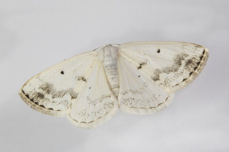 Moth - Clouded Silver - Lomographa temerata 28-05-21.jpg