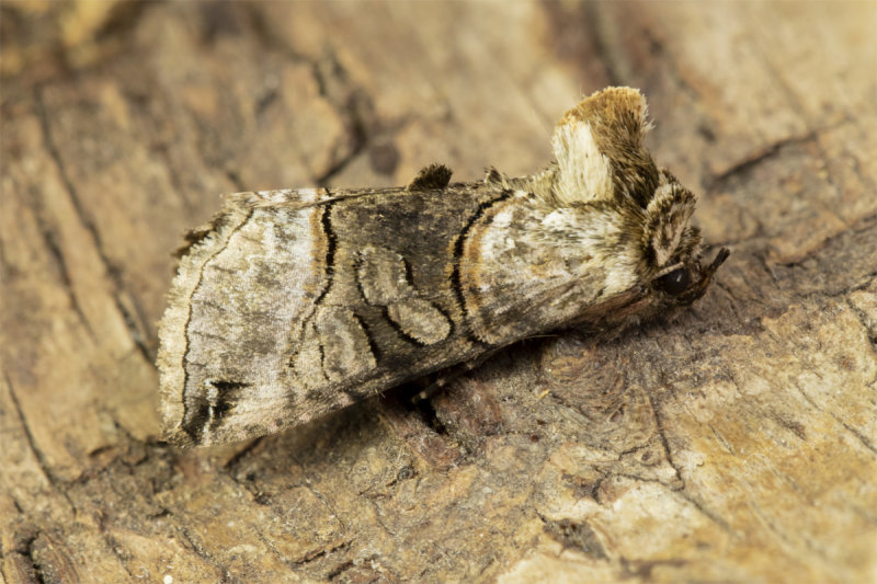 Spectacle Moth - Abrostola tripartita 28-05-21.jpg
