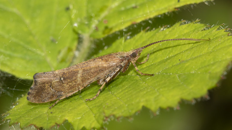 Caddis Fly - Glyphotaelius pellucidus 29-05-21.jpg