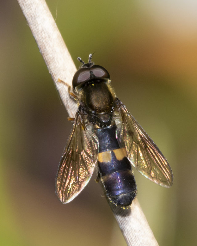 Platycheirus rosarum m 31-05-21.jpg
