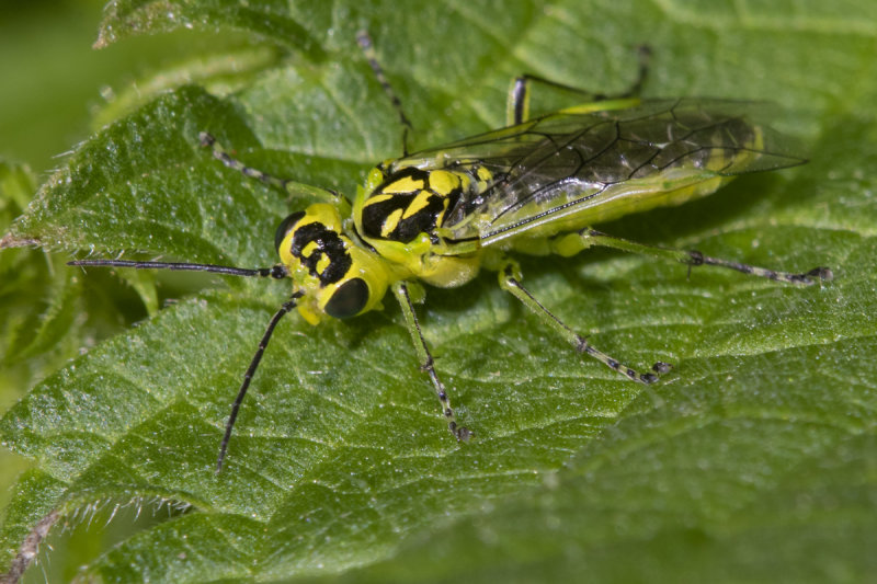 Sawfly - Rhogogaster viridis 31-05-21.jpg
