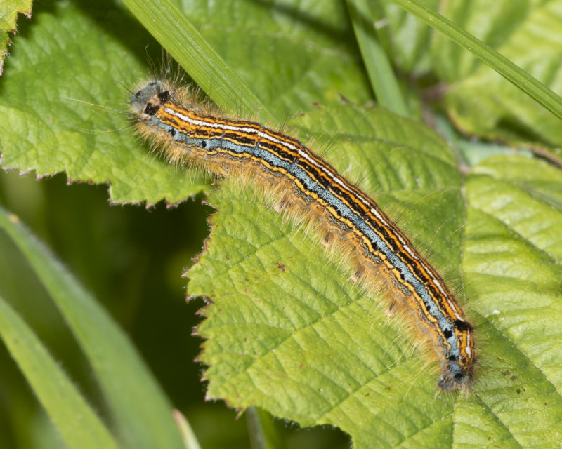 Moth - Lackey - Malacosoma neustria caterpillar 04-06-21.jpg