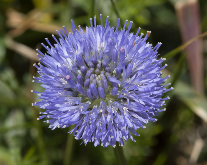 Sheeps-bit - Jasione montana on cliff path 04-06-21.jpg