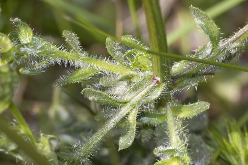 Sheeps-bit - Jasione montana on cliff path - leaves.jpg