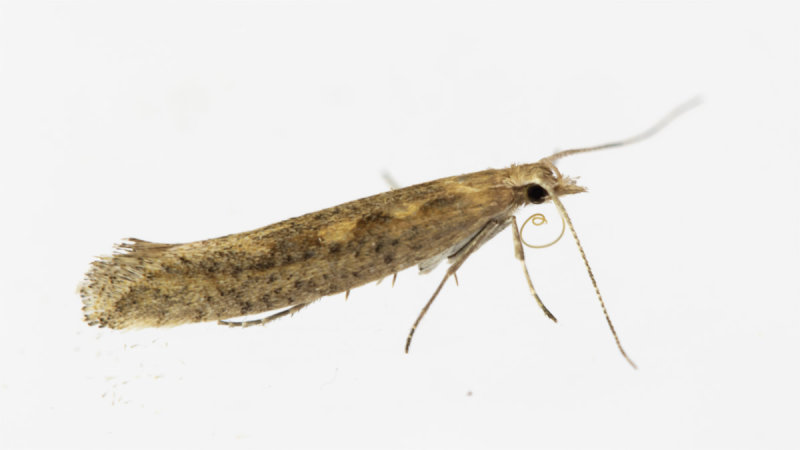 Diamond-back Moth - Plutella xylostella 04-06-21.jpg