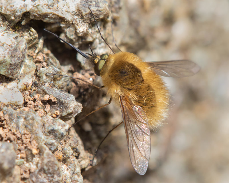 Western Bee-fly - Bombylius canescens 06-06-21 #2.jpg