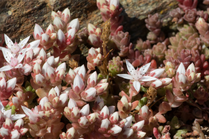 English Stonecrop - Sedum anglicum on cliff path 04-06-21.jpg