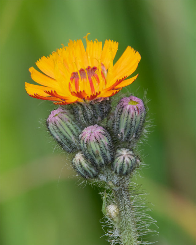 Fox and Cubs - Pilosella aurantiaca 07-06-21.jpg